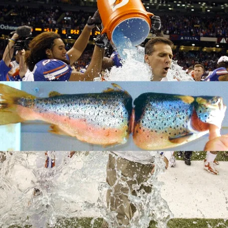 Three-panel collage: an athlete drenched with a Gatorade cooler, a salmon with a plastic bottle-cap ring-3 around its body, and water splashing across a field.