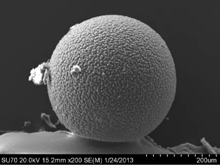Scanning electron microscope image of a near-perfect textured plastic sphere from a Great Lakes water sample.