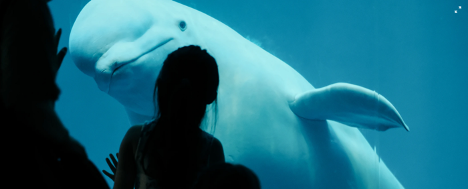 A beluga whale underwater facing the silhouette of a person with a raised hand at the glass of an aquarium.