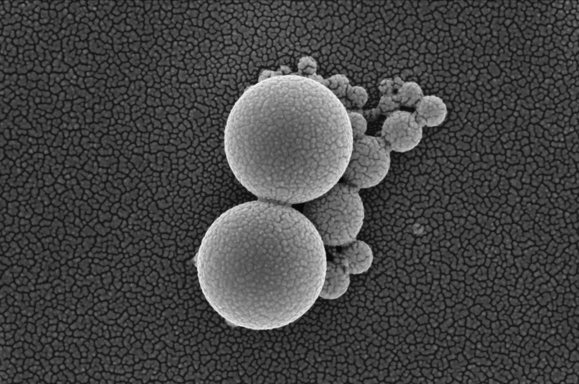Nanoscale electron-microscopy imagery acquired at CAMCOR, University of Oregon