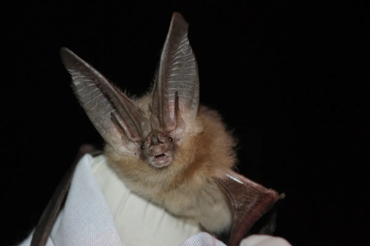 Townsend's big-eared bat held in a gloved hand, with both long ears visible.