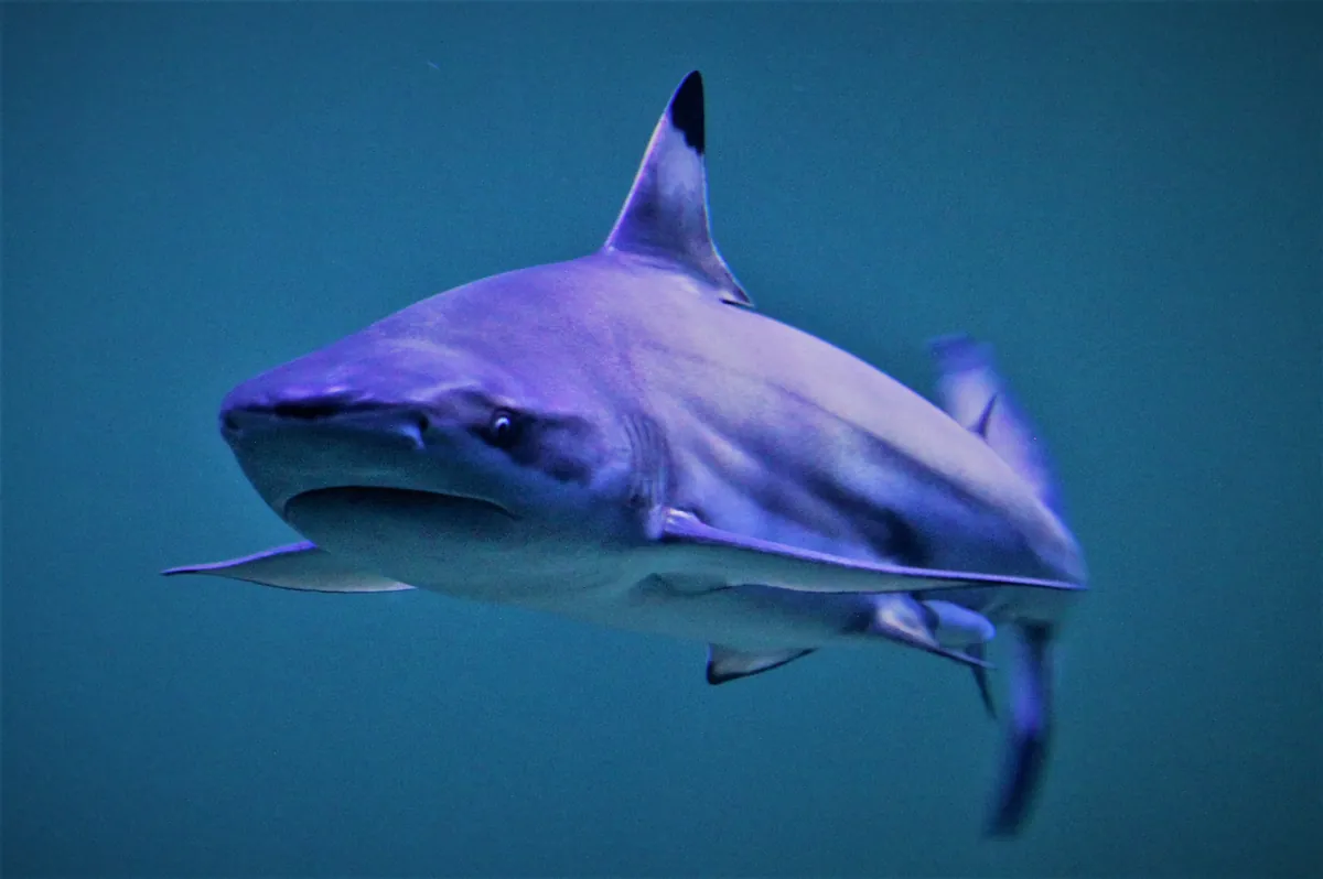 Blacktip reef shark swimming toward the camera in blue water.