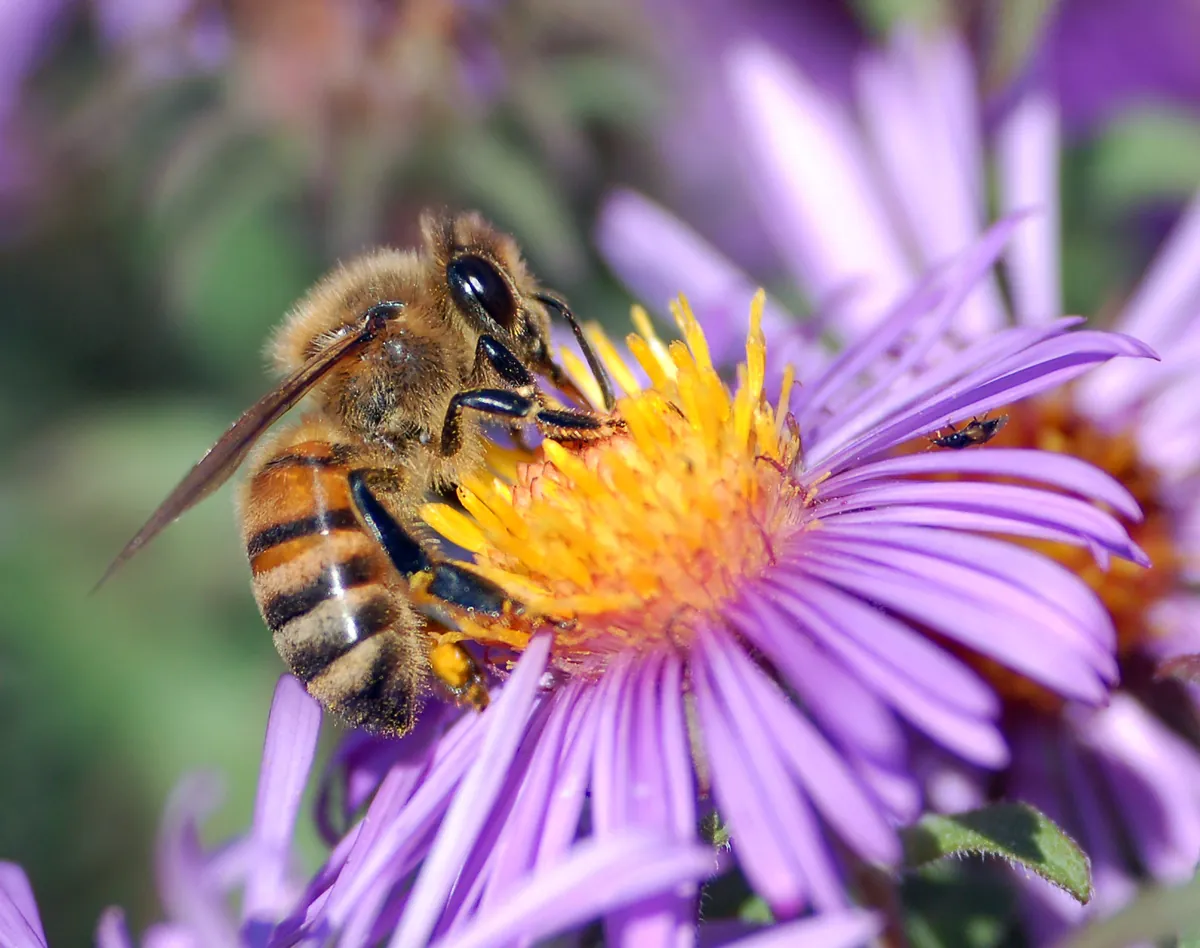 Honey bee gathering nectar from a purple aster, with its compound eye visible.