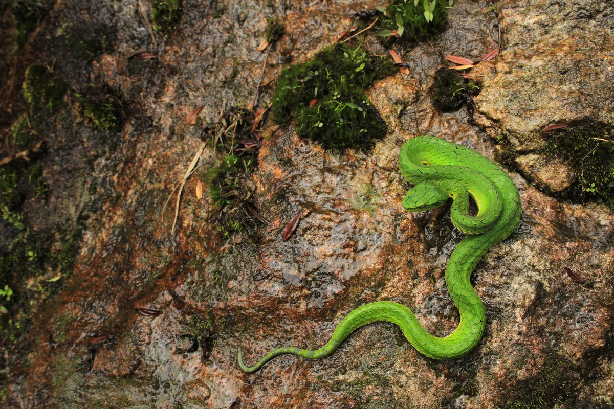 Green large-scaled pit viper coiled on a mossy rock.