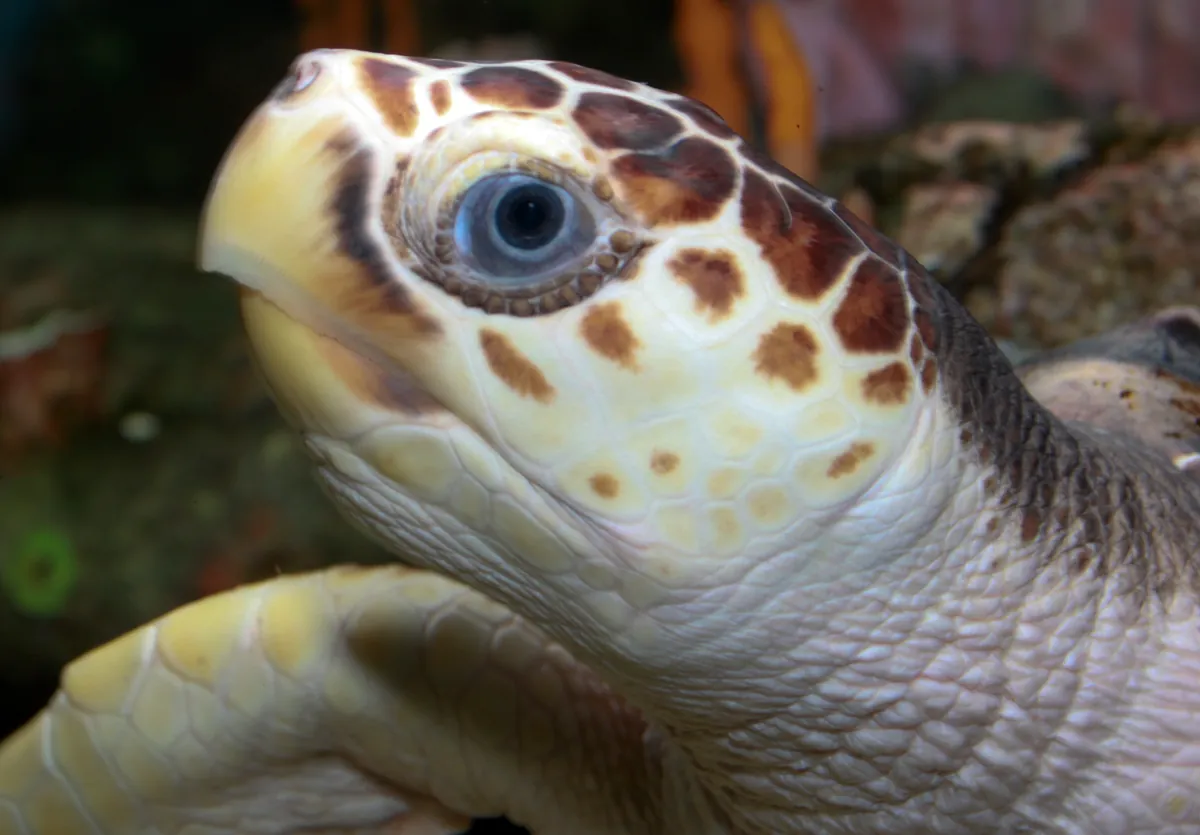 Close-up of a loggerhead sea turtle's patterned head and eye.