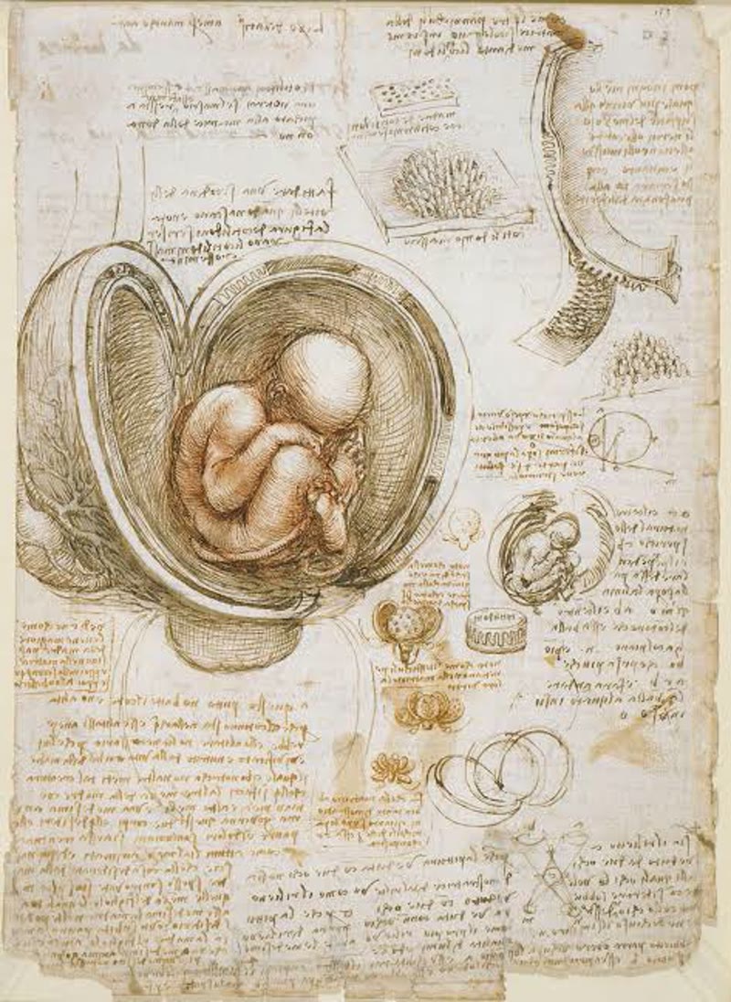 Leonardo da Vinci Studies of the Fetus in the Womb (c. 1511) red chalk and pen anatomical study